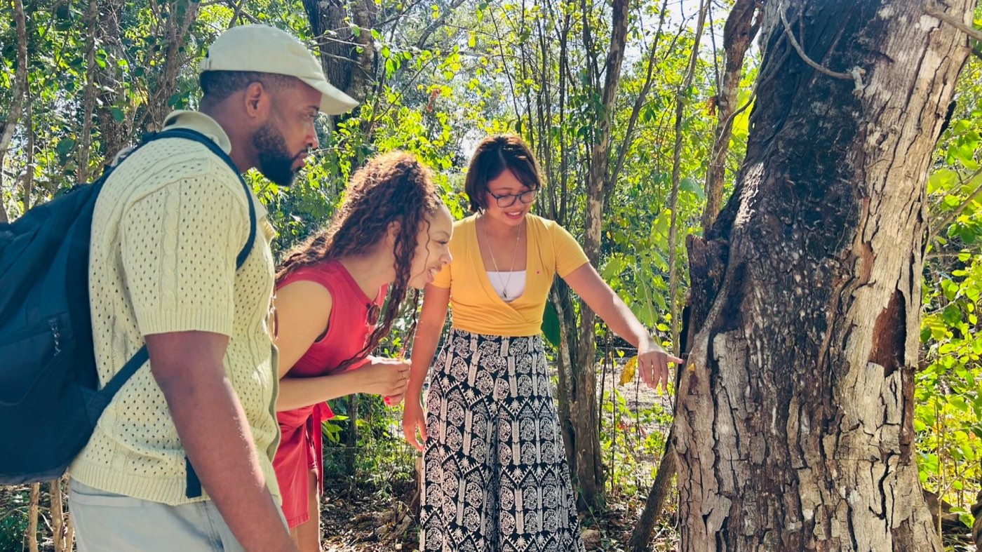 A guide shows guests a stingless melipona bee nest in a hollow tree